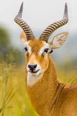 Uganda Kob 