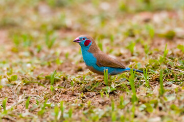 Red Cheeked Cordon Bleu