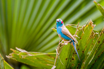 Fototapeta premium Red Cheeked Cordon Bleu