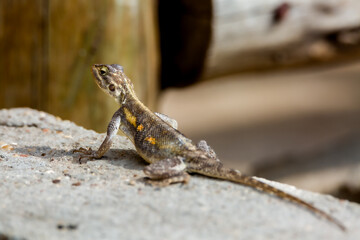 lizard on a rock