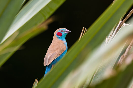 Red Cheeked Cordon Bleu