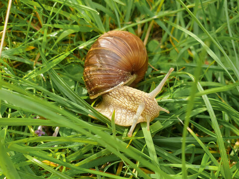 snail on a green leaf