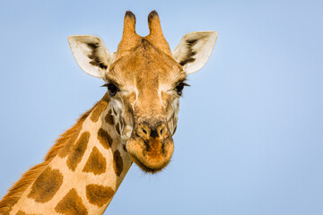 Naklejka premium Rothshild Giraffe