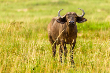 cape buffalo in the field