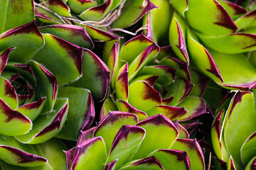 Obraz premium Succulent Texture 