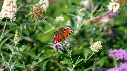 Peacock butterfly on a flower
