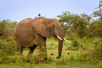 Fototapeta premium elephant in the savannah