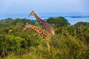 Fototapeta premium Rothshild Giraffe