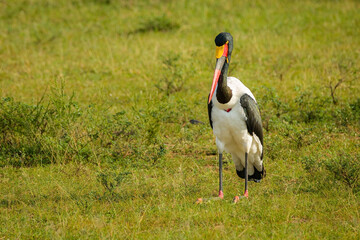 saddle billed stork