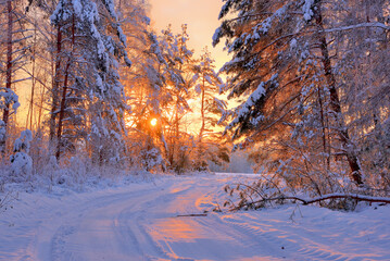 sunset in the forest