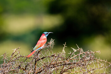 Carmine Bee Eater