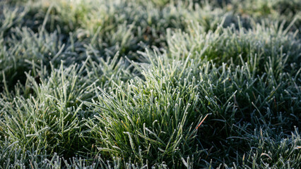 Close-up Of Frost On Grass