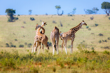 giraffe in the savannah