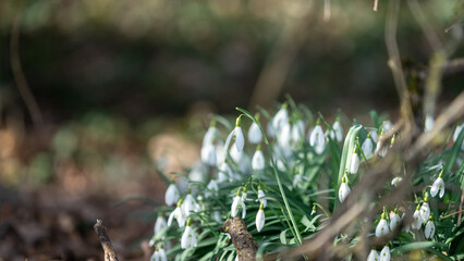 Spring snowdrop flowers