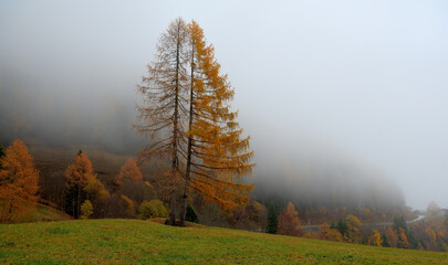 autumn in the forest