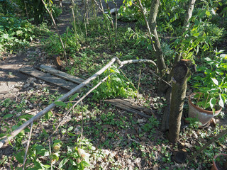tree damaged by gales during storm