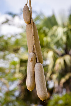 Leberwuesrbaum