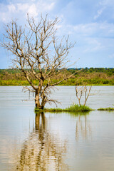 tree in the water