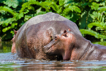 hippopotamus in water