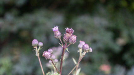 Macro of purple flowers