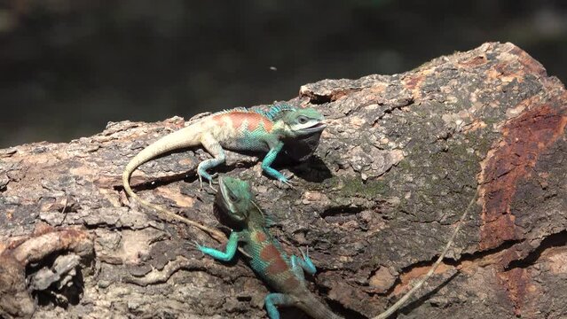 Blue chameleon, flighting on a tree in the forest Thailand