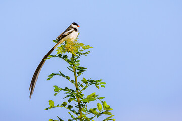 Pin-Tailled Whyday