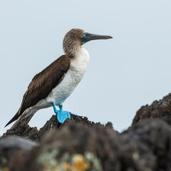 Blue footed booby (Sula nebouxii), Espanola Island, Galapagos national park, Ecuador.