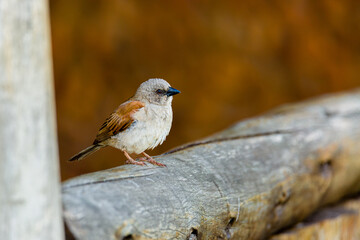 Sparrow