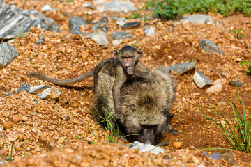 baboon
