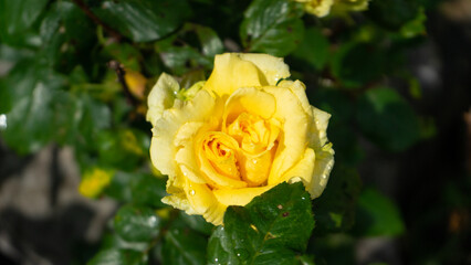 yellow rose