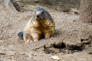 Alpine marmot on the ground in summer
