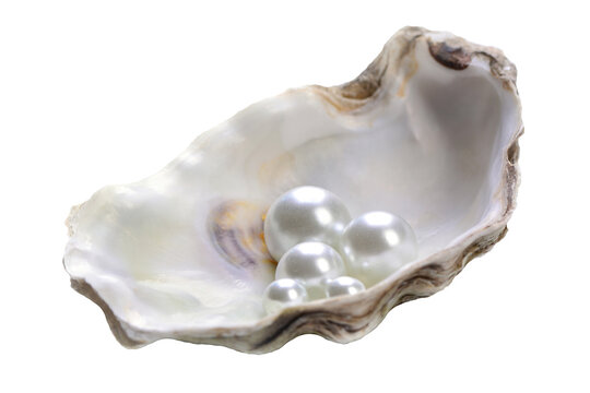 Pearl shell isolated on white