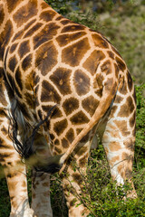 giraffe eating grass