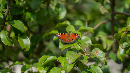 Peacock butterfly on a flower