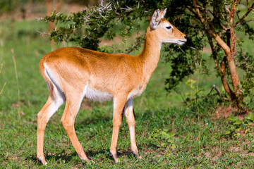 Obraz premium Uganda Kob in the wild
