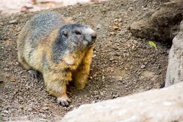 Alpine marmot on the ground in summer