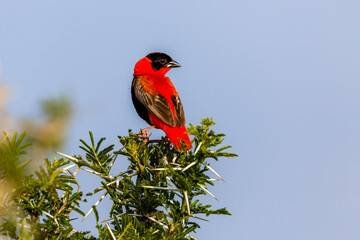 Red Bishop