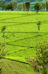 green tea plantation