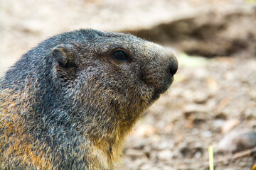 Alpine marmot on the ground in summer
