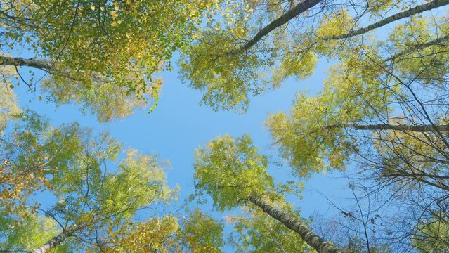 Yellow wood in scenic scenery. Autumn trees with orange tops against blue sky. Wide shot.