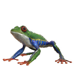 amazonas, frosch, grün, blau, orange, nass, wassertropfen, png