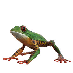 Amazonas Frosch grün orange, png.