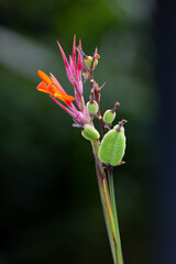 red and yellow flower