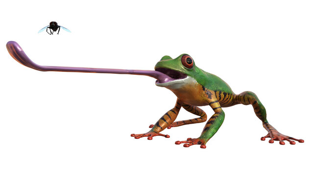 amazonas, frosch, gr&uuml;n, orange, nass, zunge, fliege, png