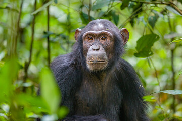 Chimpanzee