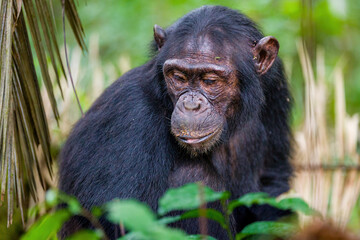 Chimpanzee