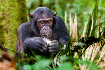 Chimpanzee