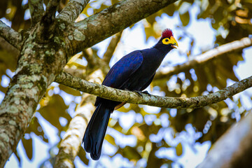 Ross' Turaco