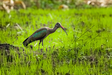 Hadeda Ibis