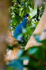 Blue Turaco